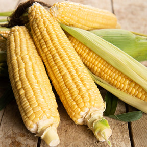 Graines de fruits et légumes Bio - Maïs sucré Golden Bantam Bio - Zea mays golden bantam