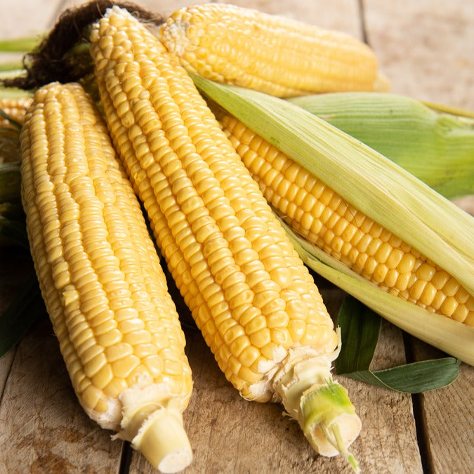 Graines de fruits et légumes Bio - Maïs sucré Golden Bantam Bio - Zea mays golden bantam
