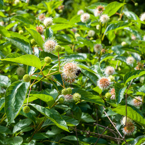Arbustes sur tige - Cephalanthus occidentalis sur tige - Cephalanthus occidentalis