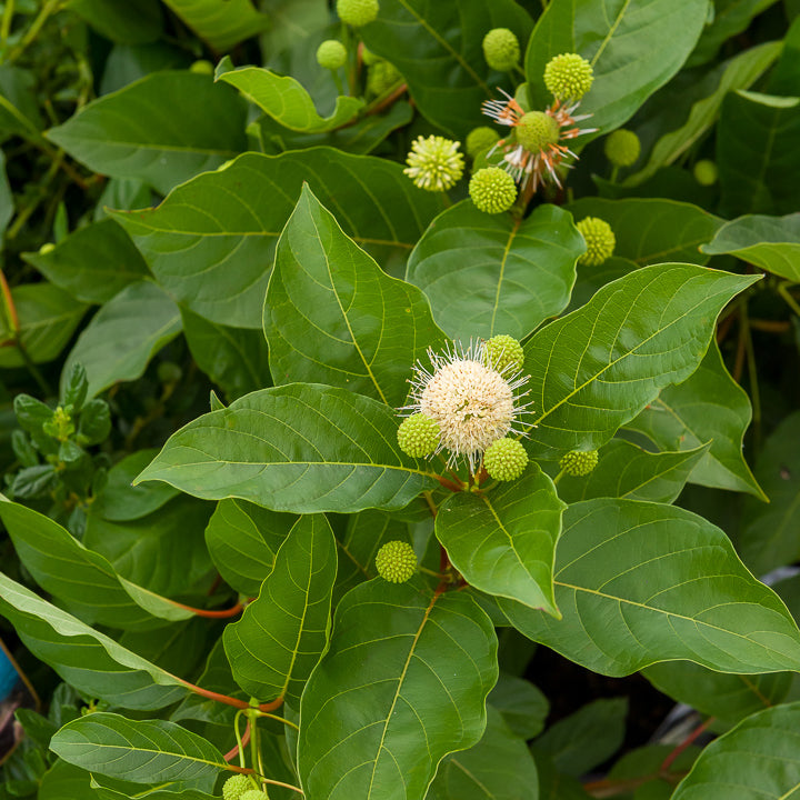 Vente Cephalanthus occidentalis sur tige - Cephalanthus occidentalis