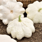 Courge pâtisson blanc - Willemse
