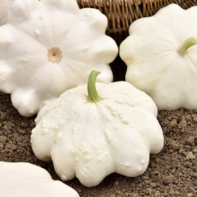 Courge pâtisson blanc - Willemse
