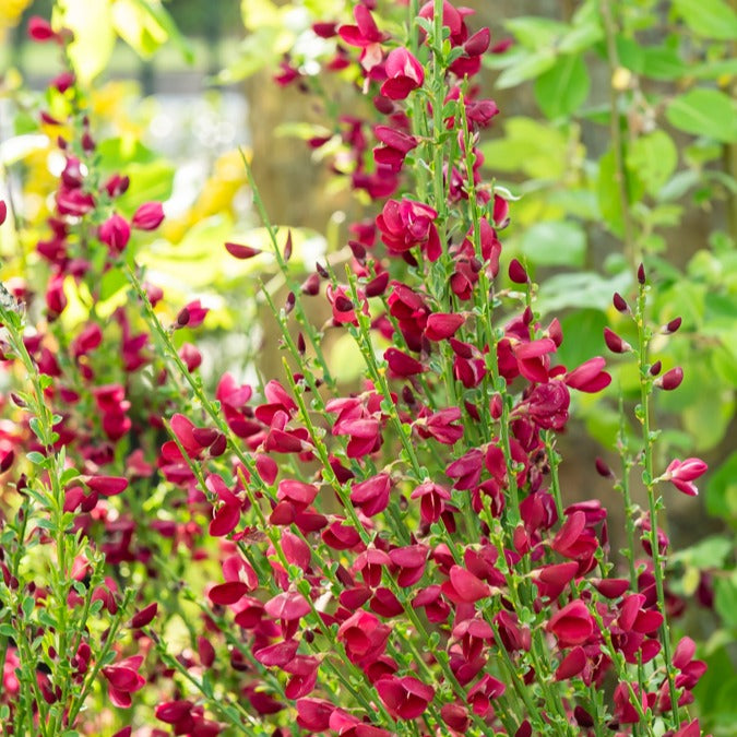 Cytisus praecox Boskoop Ruby - Genêt rouge - Genêts