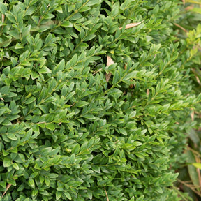Vente Buis commun - Buxus sempervirens