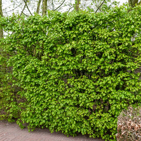 Arbustes de haie - Haie de 10 Erables champêtre - Acer campestre