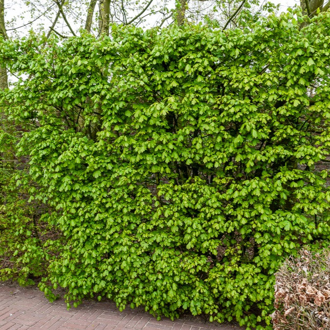 Arbustes de haie - Haie de 10 Erables champêtre - Acer campestre