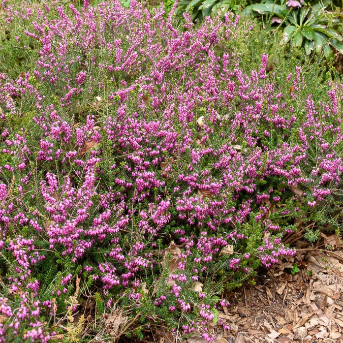 Bruyère d'hiver Furzey - Willemse