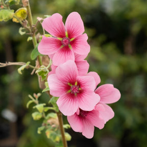 Anisodontea El Rayo - Mauve du Cap El Rayo - Arbustes à fleurs