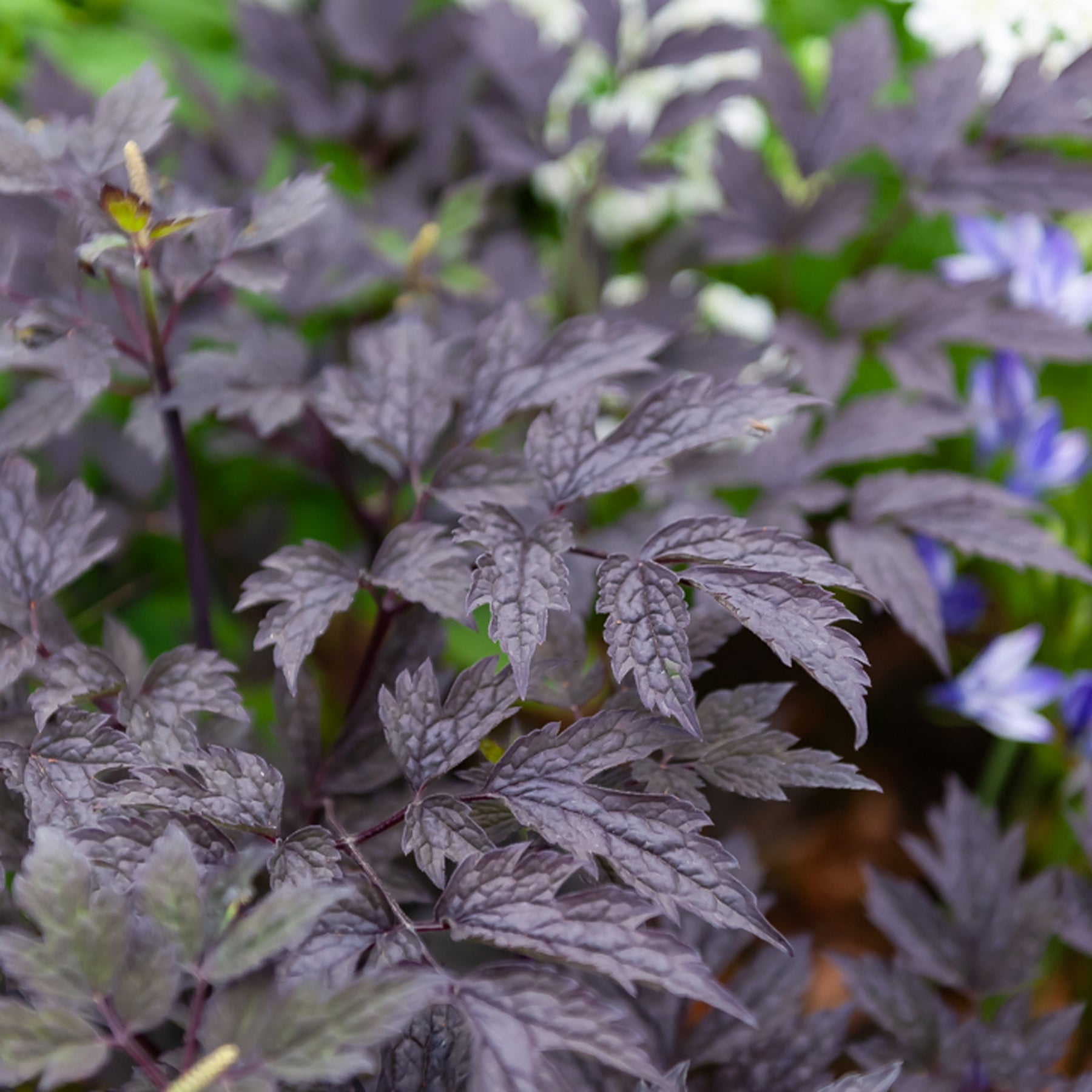 Cierge d'argent Brunette - Actaea simplex Brunette - Willemse