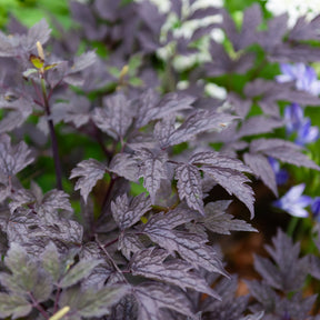 Cierge d'argent Brunette - Actaea simplex Brunette - Willemse