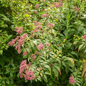 Vente Eupatoire chanvrine Plenum - Eupatorium cannabinum Plenum
