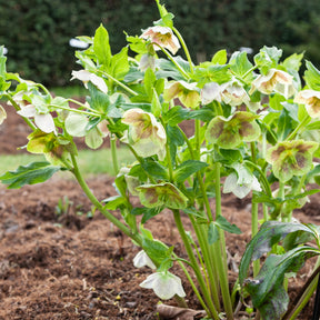 Helleborus orientalis white lady spotted - Hellébore d'Orient White Lady Spotted - Hellébores