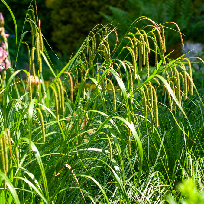 Laîche pendante - Carex - Willemse