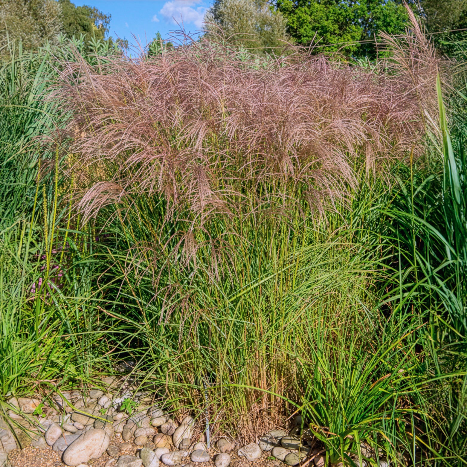 Eulalie - Roseau de Chine - Eulalie Flamingo - Miscanthus sinensis flamingo