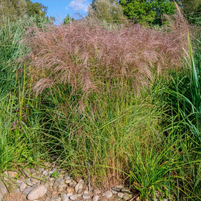 Eulalie - Roseau de Chine - Eulalie Flamingo - Miscanthus sinensis flamingo