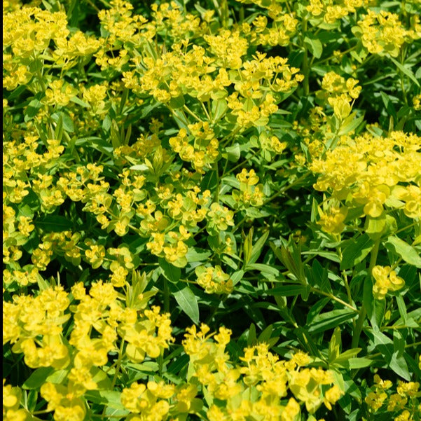 Euphorbe des marais - Euphorbia palustris - Willemse