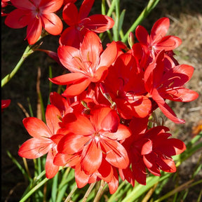 Lys des cafres Major - Schizostylis coccinea major - Willemse