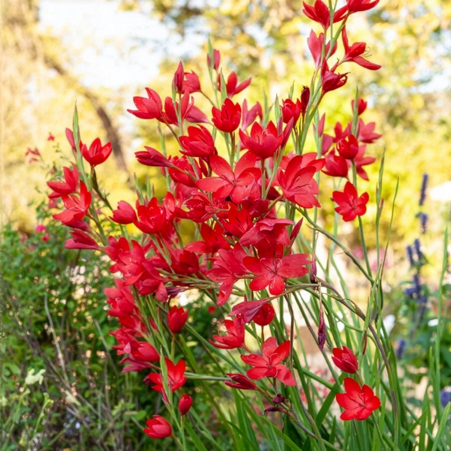 Lys des cafres Major - Willemse