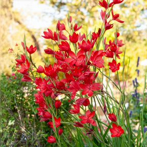 Lys des cafres Major - Willemse