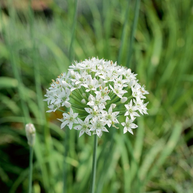 Allium tuberosum - Ciboule de Chine  - Ciboulette Ail Bio - Graines d'aromatiques