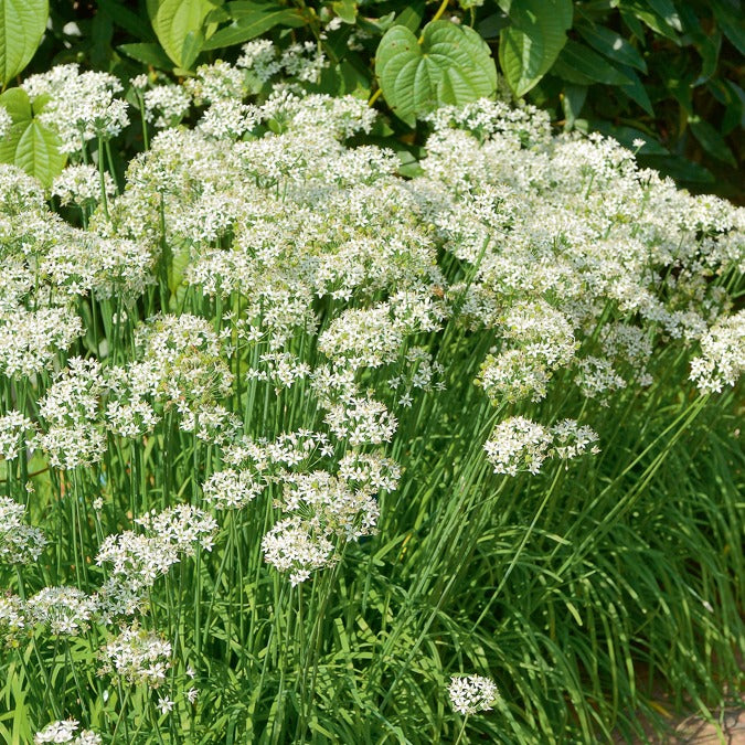 Graines d'aromatiques - Ciboule de Chine  - Ciboulette Ail Bio - Allium tuberosum