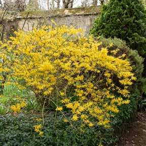 Forsythia Marée d'Or ® - Forsythia Marée d'Or ® - Forsythias