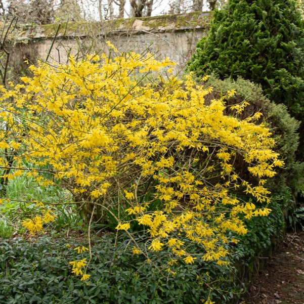 Forsythia Marée d'Or ® - Forsythia Marée d'Or ® - Forsythias