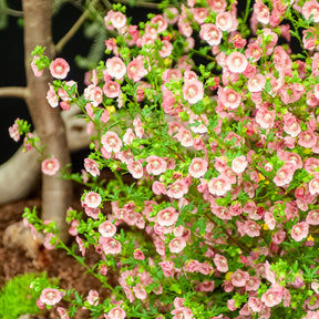 Anisodontea capensis - Mauve du Cap - Anisodontea
