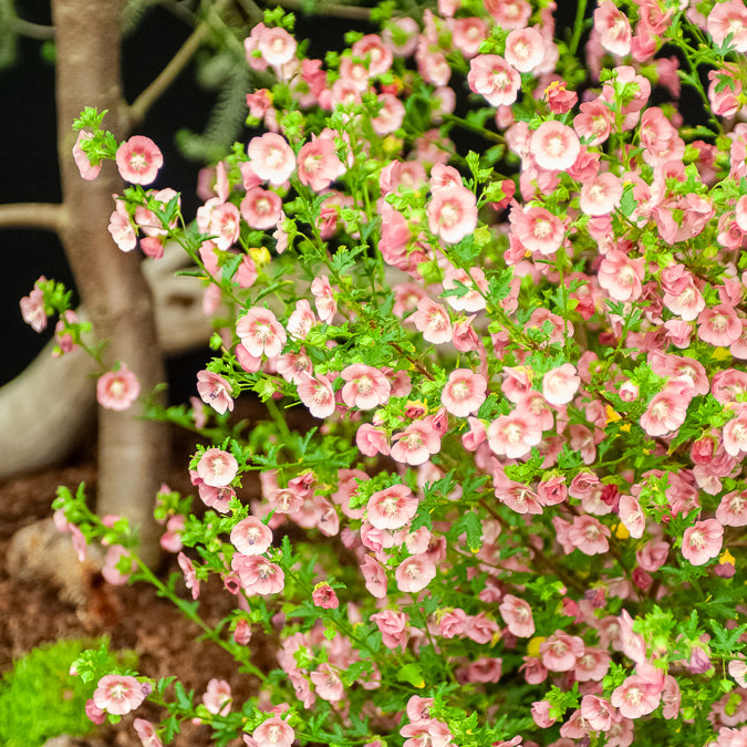 Anisodontea capensis - Mauve du Cap - Anisodontea