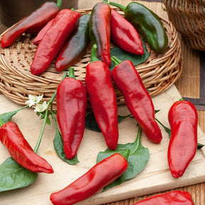 Capsicum annuum gorria - Piment d'Espelette - Gorria - Piments