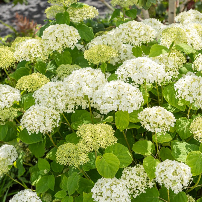 Hortensias - Hortensia Strong Annabelle - Hydrangea arborescens 'strong annabelle'