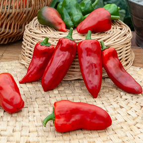 Poivron 'Piquillo ' - Capsicum annuum 'piquillo' - Willemse