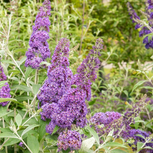 Arbre à papillons Lavender Flow sur tige - Willemse
