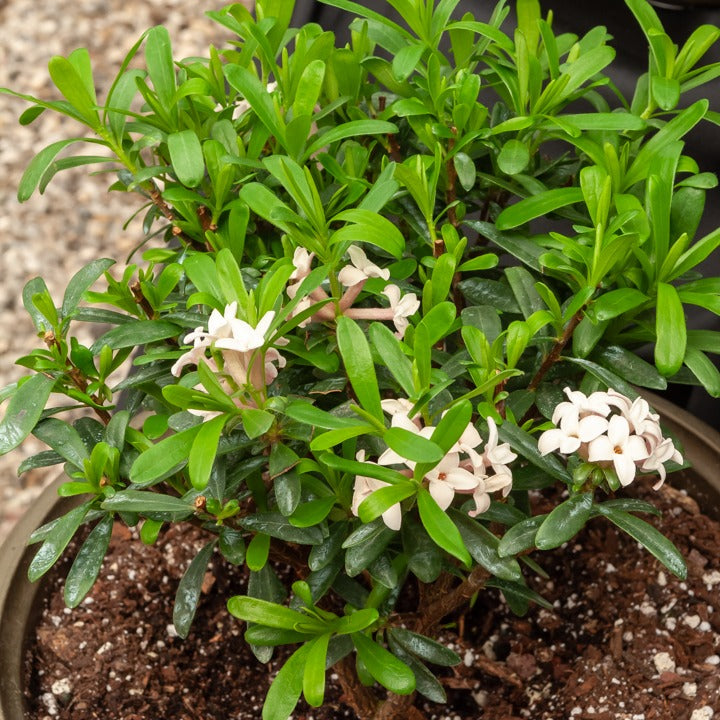 Daphne transatlantica Eternal Fragrance Blafra - Willemse