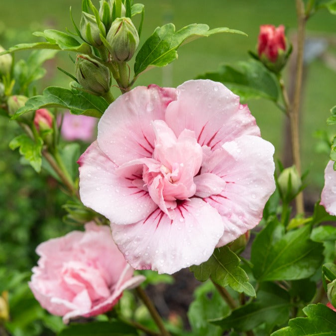 Vente Hibiscus Pink Chiffon - Hibiscus Syriacus Pink Chiffon