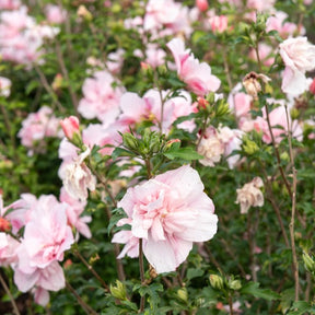 Hibiscus - Hibiscus Pink Chiffon - Hibiscus Syriacus Pink Chiffon