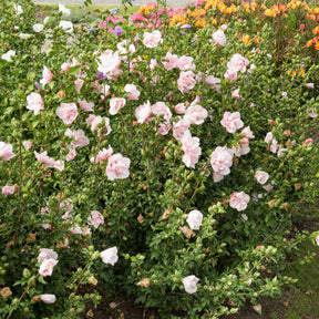 Hibiscus Pink Chiffon - Hibiscus Syriacus Pink Chiffon - Willemse