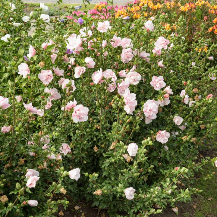 Hibiscus Pink Chiffon - Hibiscus Syriacus Pink Chiffon - Willemse