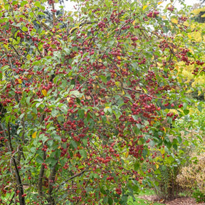 Pommier d'ornement Evereste Perpetu - Malus Evereste Perpetu - Willemse