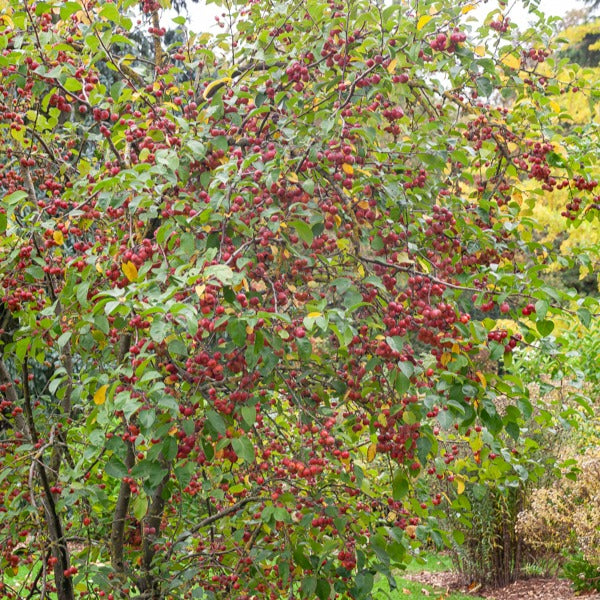 Pommier d'ornement Evereste Perpetu - Malus Evereste Perpetu - Willemse