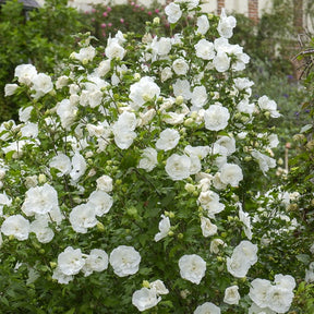 Hibiscus syriacus White Chiffon - Hibiscus White Chiffon - Arbustes à fleurs