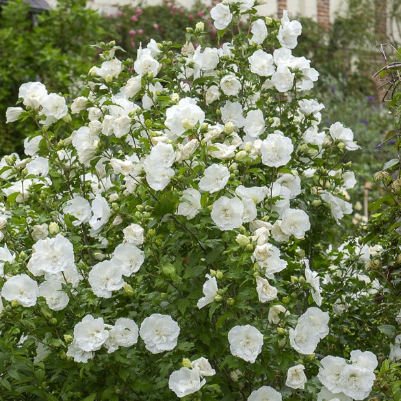 Hibiscus syriacus White Chiffon - Hibiscus White Chiffon - Arbustes à fleurs