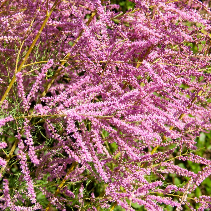 Tamaris d'été - Tamarix ramosissima Pink Cascade - Willemse