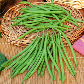 Haricots nains mangetout - Haricot nain mangetout Castandel - Phaseolus vulgaris nain mangetout castandel (obt. clause)