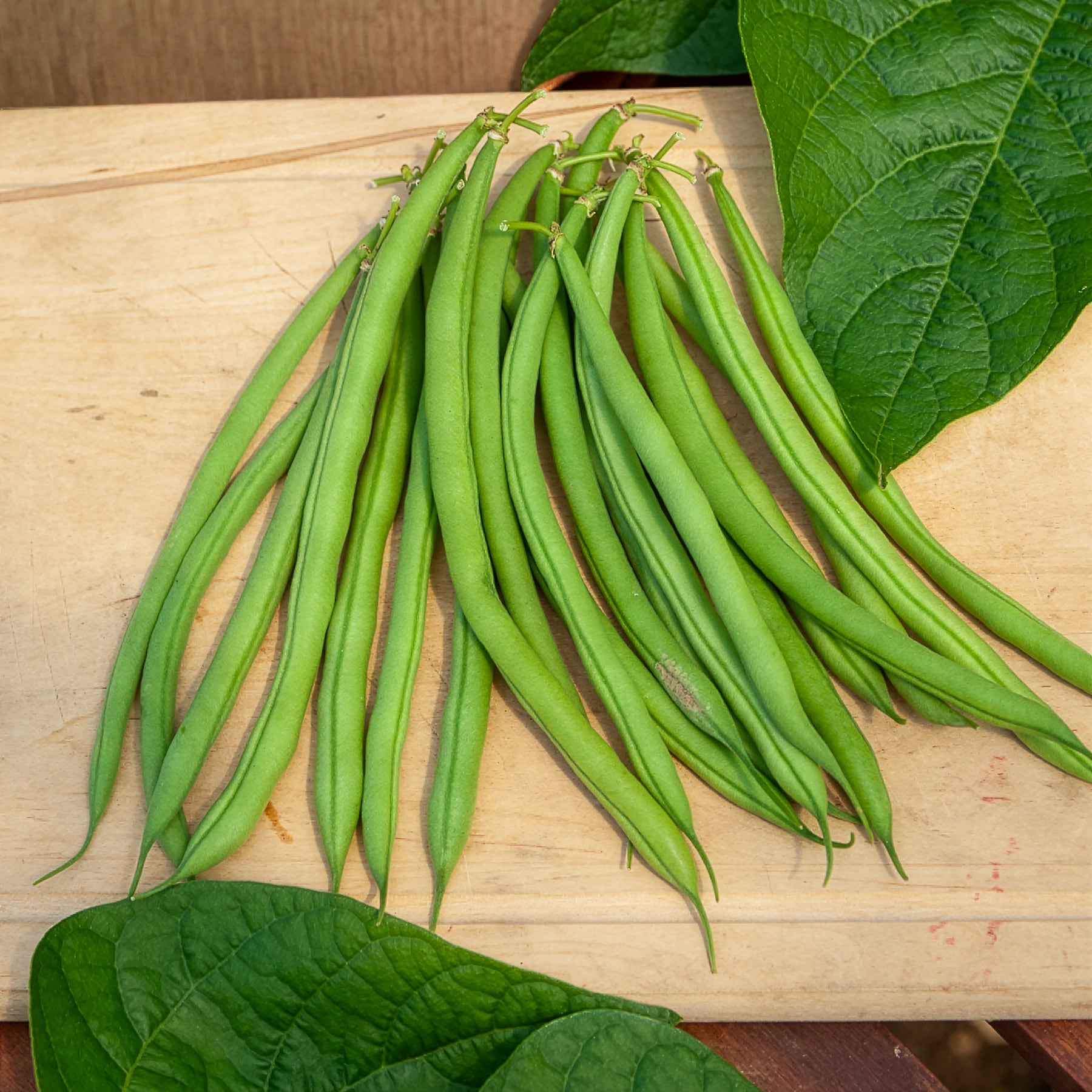 Phaseolus vulgaris nain mangetout castandel (obt. clause) - Haricot nain mangetout Castandel - Haricots nains mangetout