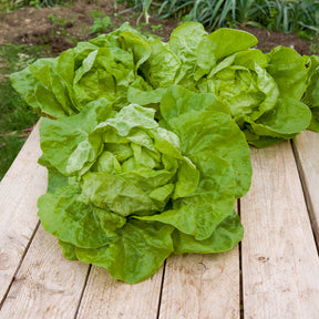 Laitue pommée Grosse blonde paresseuse - Lactuca sativa grosse blonde paresseuse - Willemse