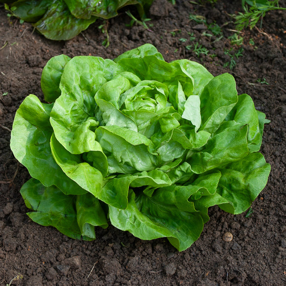 Laitue - Laitue pommée Rigoletto - Lactuca sativa rigoletto
