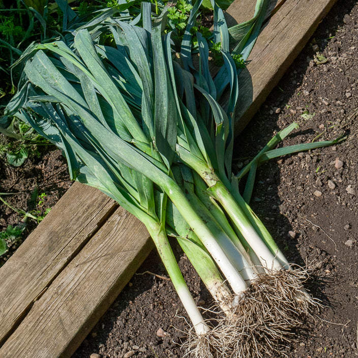 Allium porrum bleu de solaise - Poireau Bleu de Solaise - Poireaux
