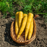 Carotte Jaune de Lobberich - Willemse