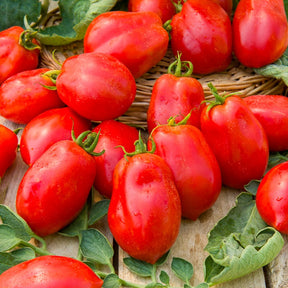 Tomate Roma VF - Solanum lycopersicum Roma VF - Willemse